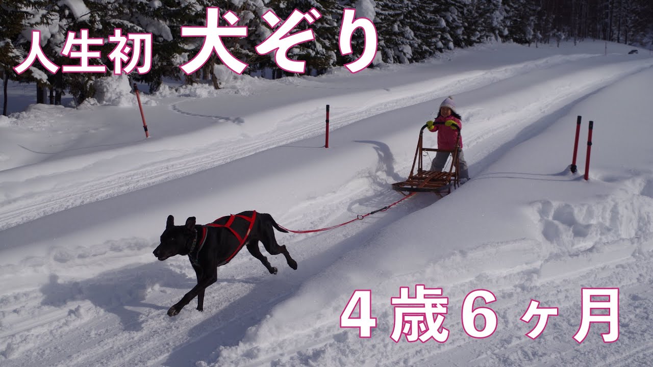 ４歳６ヶ月【犬ぞり体験】