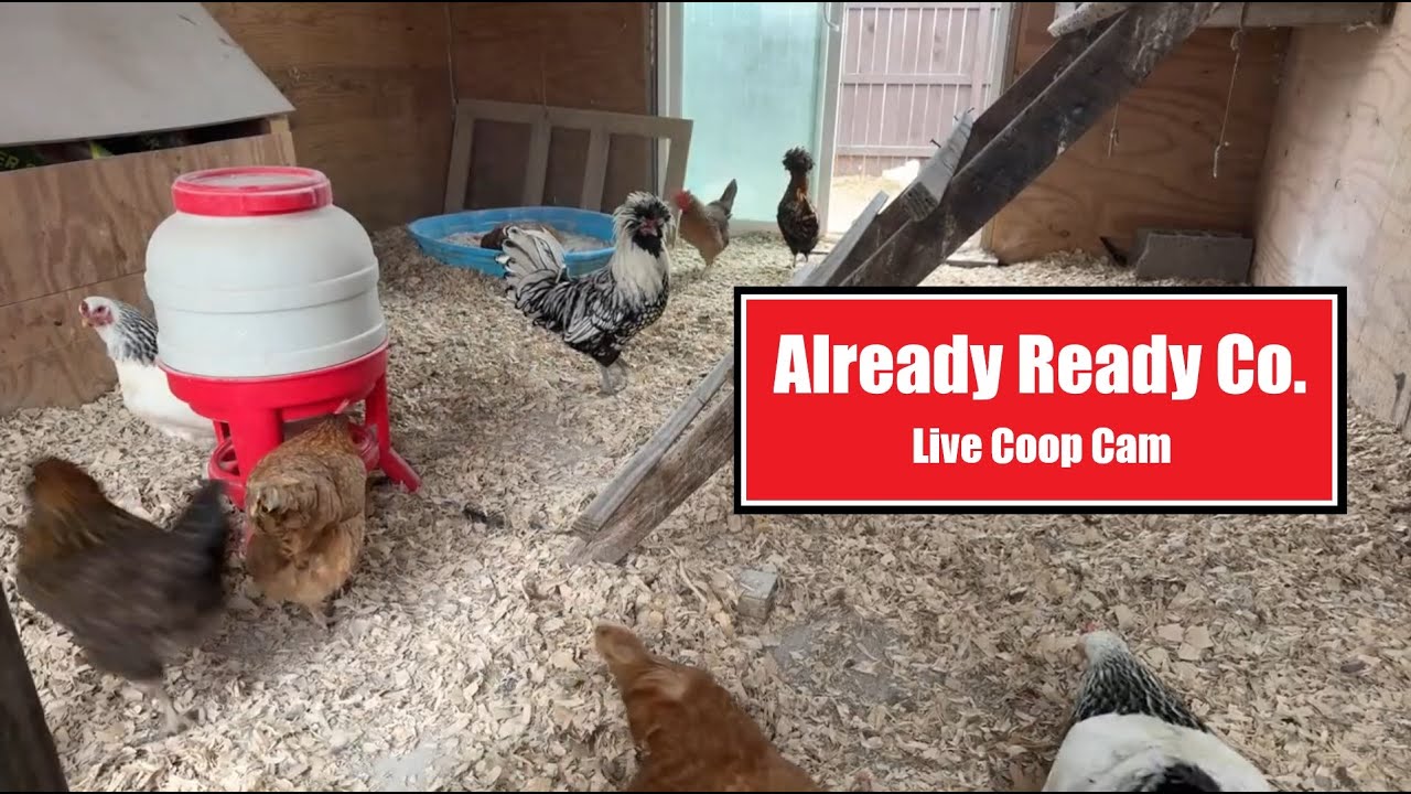 Live Farm Feed | Chicken Coop 1-9-26