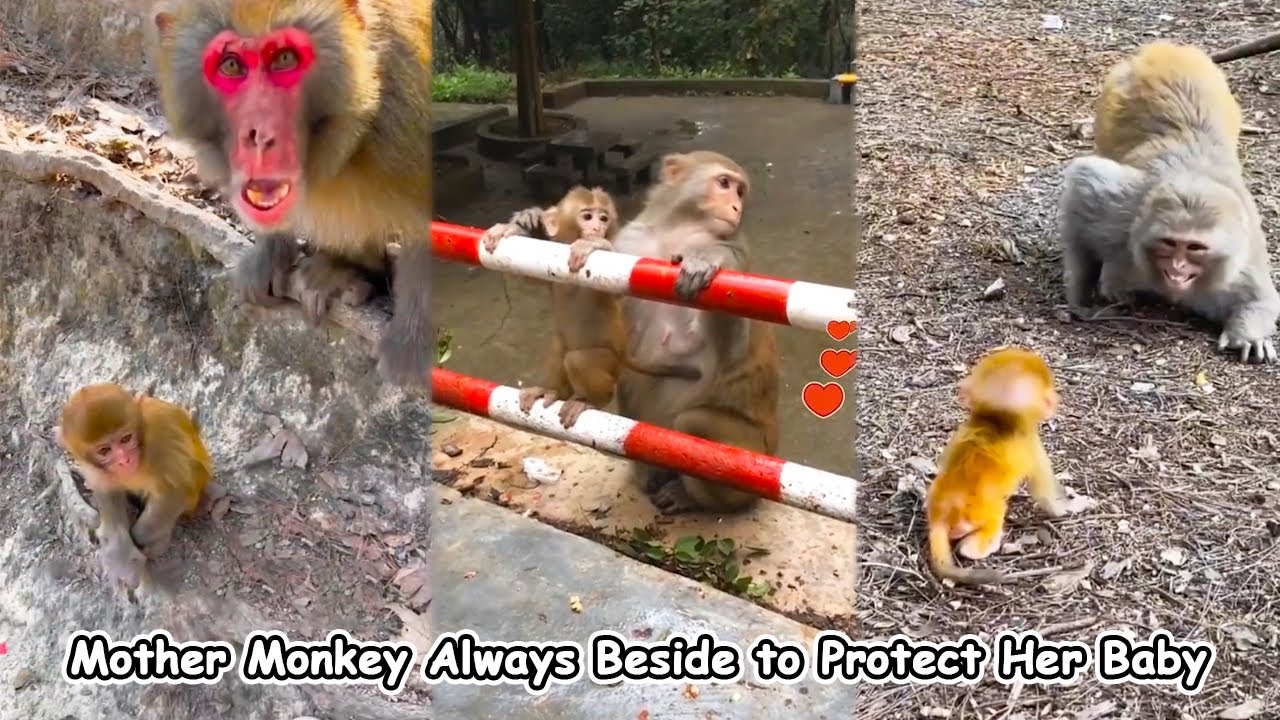 Mother monkeys are very careful and always observe their surroundings and protect their babies