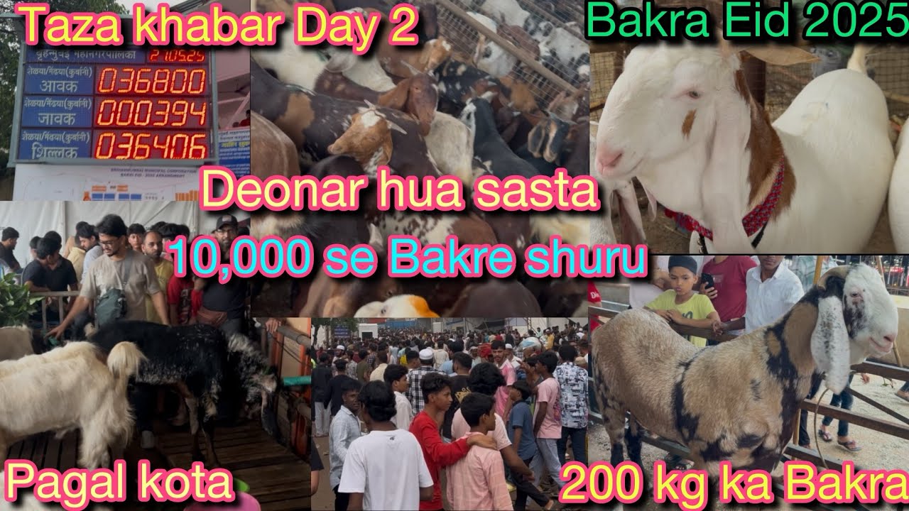 Deonar hua sasta 10000 se bakre shuru|taza khabar day 2|Bakra Eid 2025 ||Rizwan vlogs||