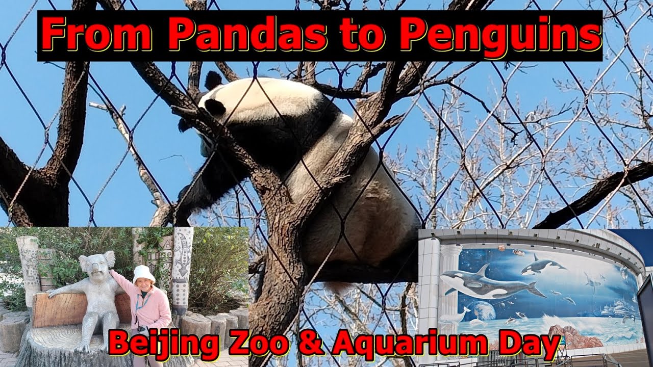From Pandas to Penguins: Beijing Zoo & Aquarium Day