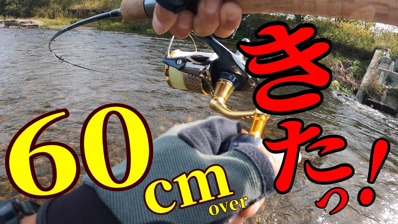 【デカニジ連発】今年２番目に大きいニジマスきたっ!!!