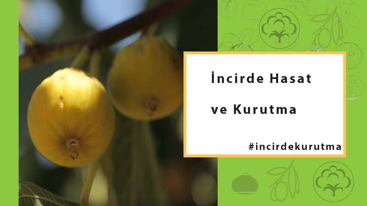 İncirde Hasat ve Kurutma