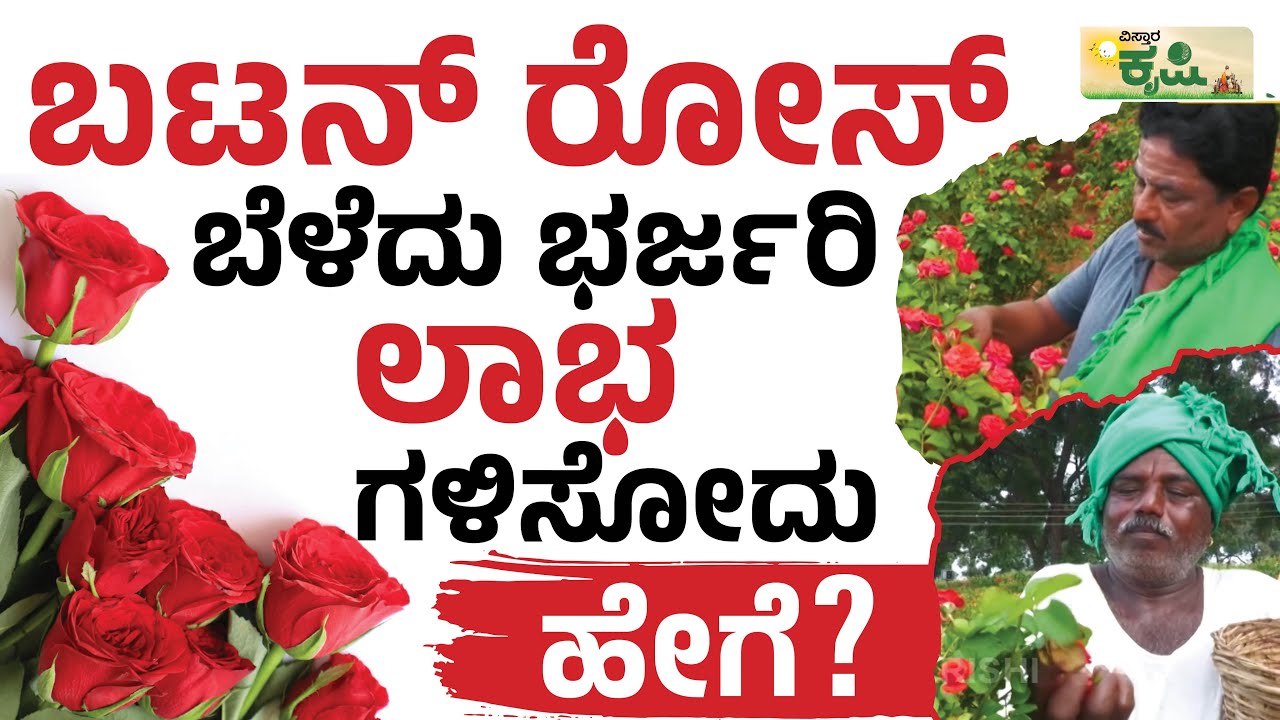 ಬಟನ್‌ ಗುಲಾಬಿ ಬೆಳೆದು ಗೆದ್ದ ಸೋದರರು! | Button Rose | Mirabel Rose | Vistara Krishi | Gulabi Krishi