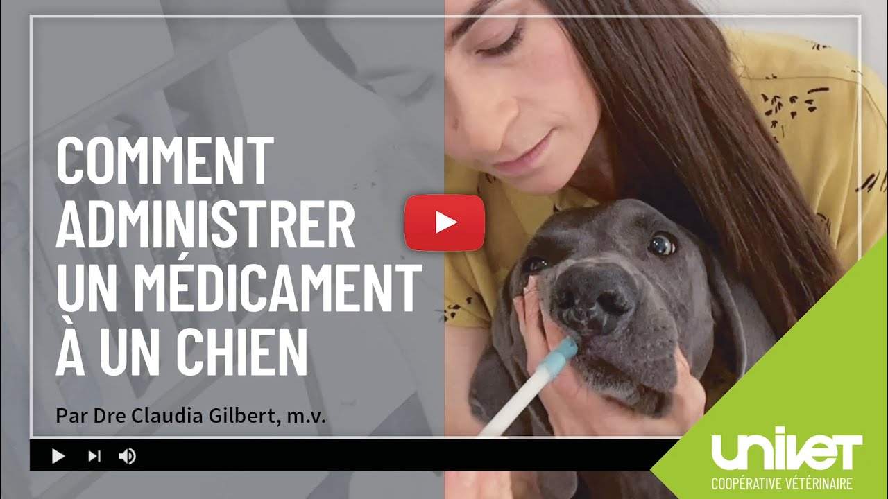 Comment administrer un médicament à un chien