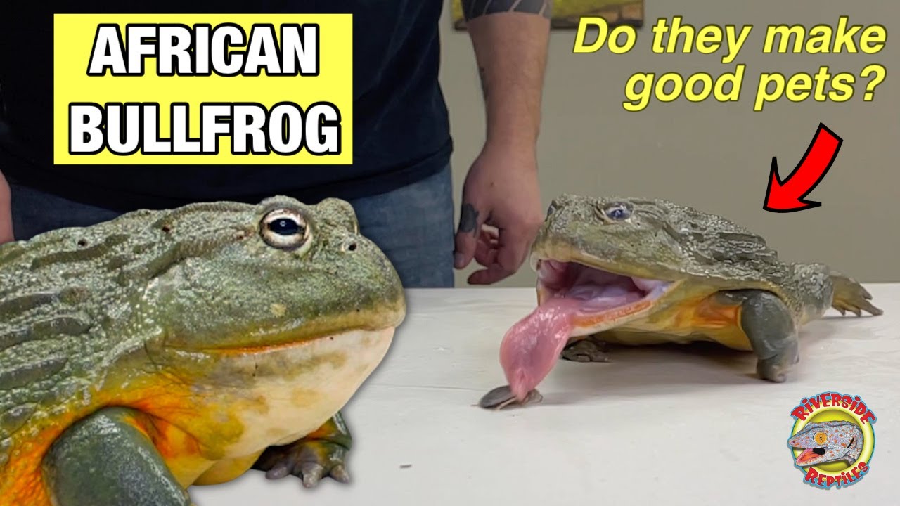 THIS IS THE SECOND LARGEST FROG IN THE WORLD | African Bullfrog