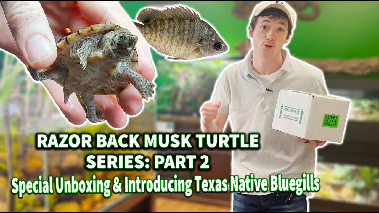 Unboxing Razor Back Musk Turtles and Introducing Texas Bluegills