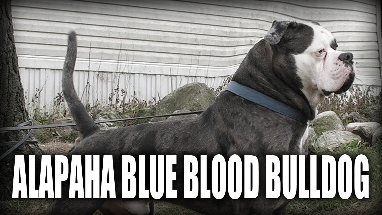 THE ALAPAHA BLUE BLOOD BULLDOG - A QUICK LOOK AT THE HISTORY AND BREED STANDARD
