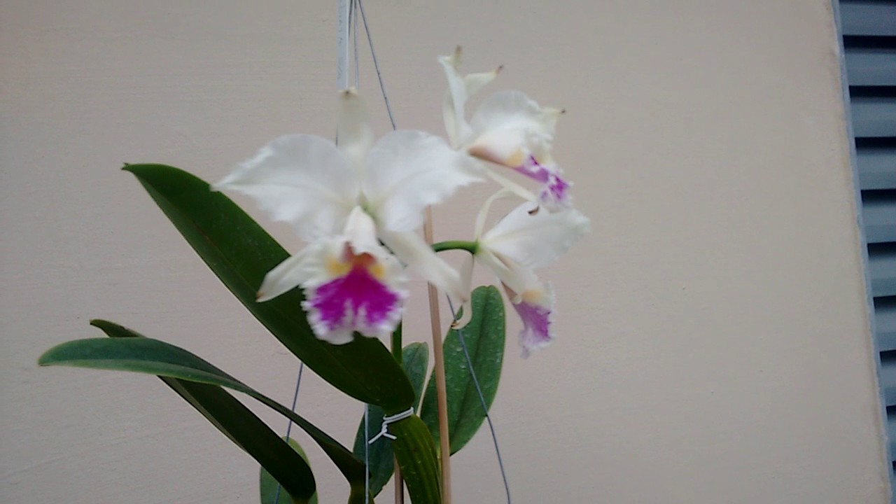 Cattleya labiata semi alba em flor