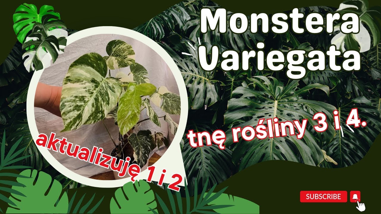 Ogarniam cz. 5 Monstera variegata -  Tnę roślinę 3 i 4 prawie do zera 😁 Aktualizuję monstery 1 i 2.