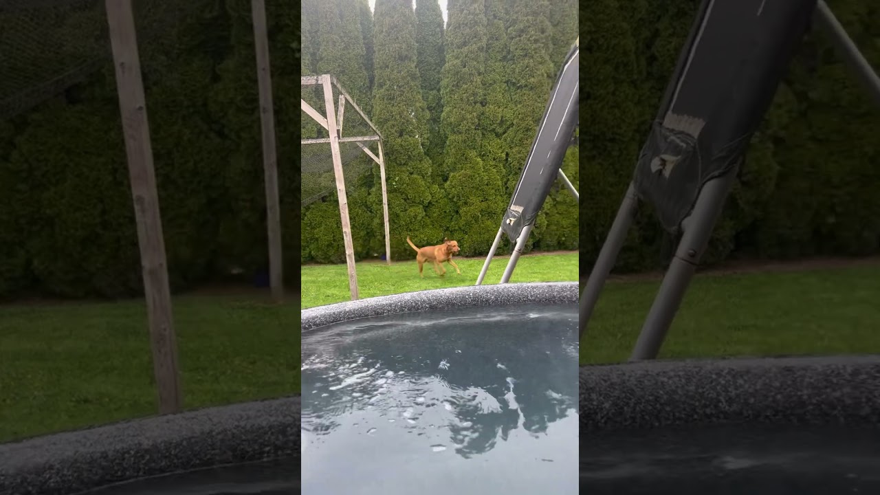 He loves to play,  Remi the fox red lab loving fetching . 