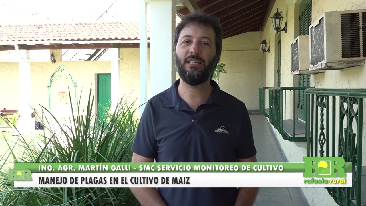 Manejo de plagas en el cultivo de maíz / Servicio monitoreo de cultivo