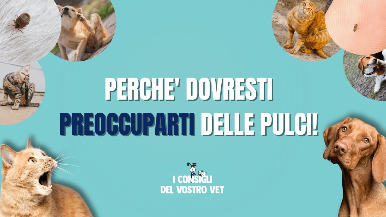 129 - PERCHE' dovresti PREOCCUPARTI delle PULCI!!