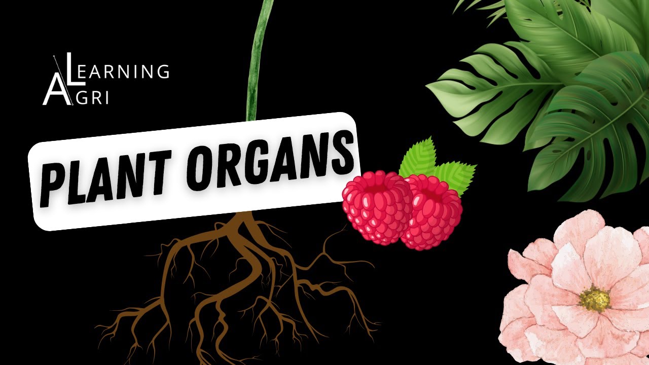 Plant Organ