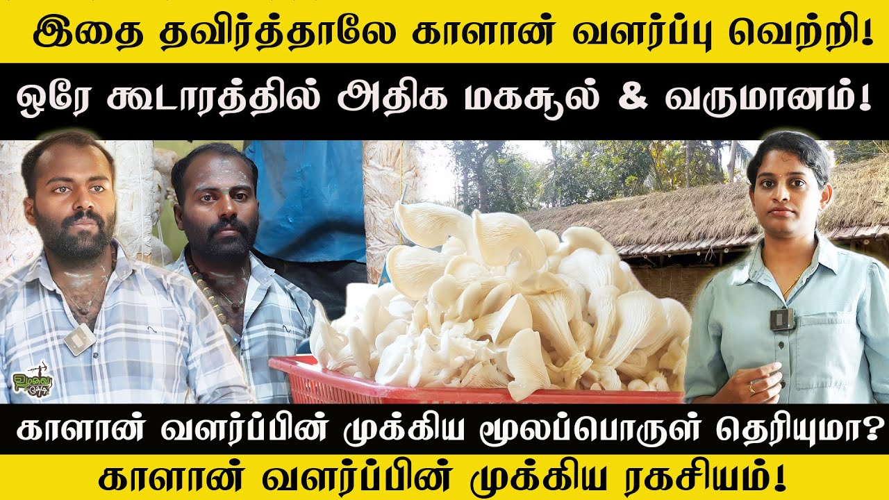 🌱 காளான் வளர்ப்பு Beginners Guide – தவறுகள், Tips & வருமானம்! #mushroom