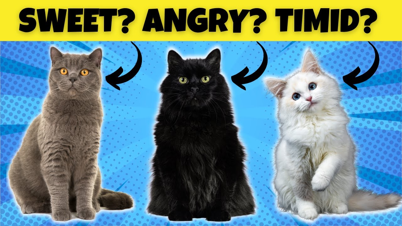 Does a Cat's Coat Color Influence its Personality?