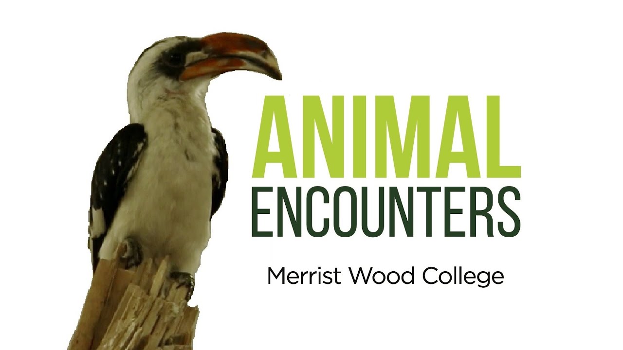 Merrist Wood Animal Encounters