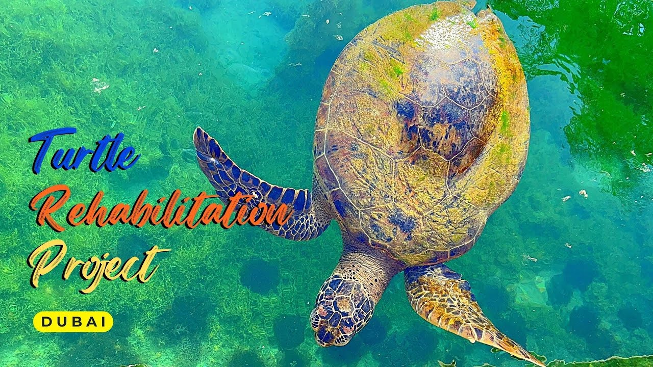 Turtle Rehabilitation Project | Unique places to visit in Dubai | Places to visit in Dubai