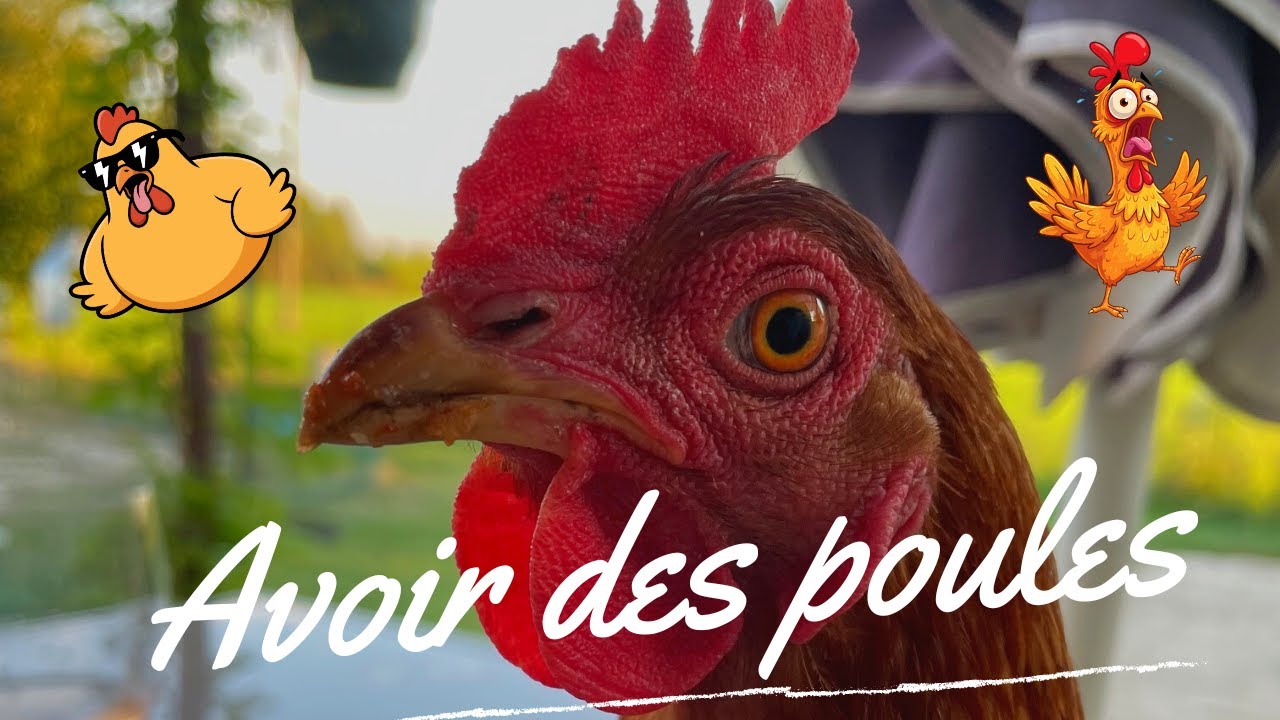 Avoir des poules heureuses (habitat, alimentation, santé). Notre expérience