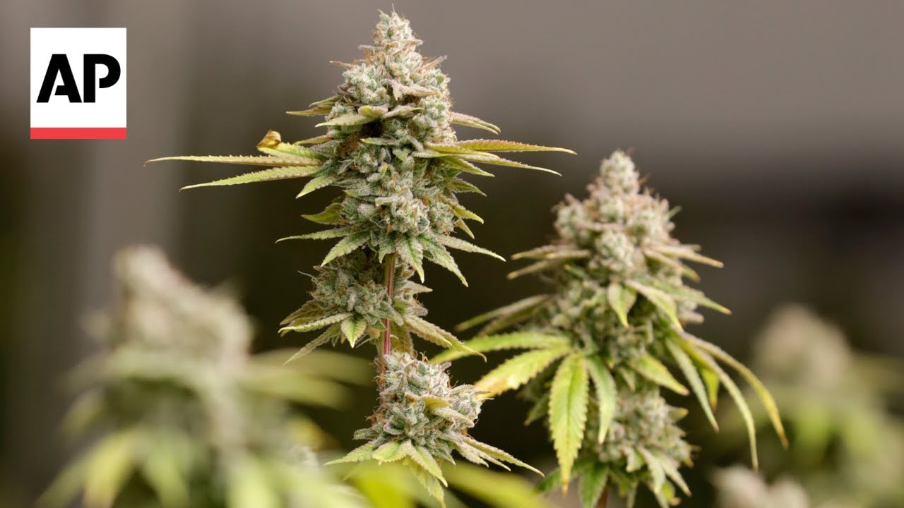 Supreme Court will consider whether marijuana smokers can legally own guns