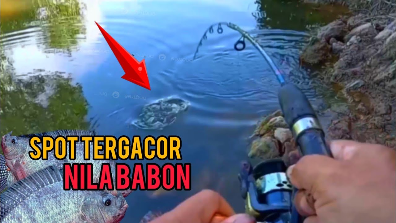 Mancing ikan nila di bulan puasa/strike babon semua@jumantokMancing