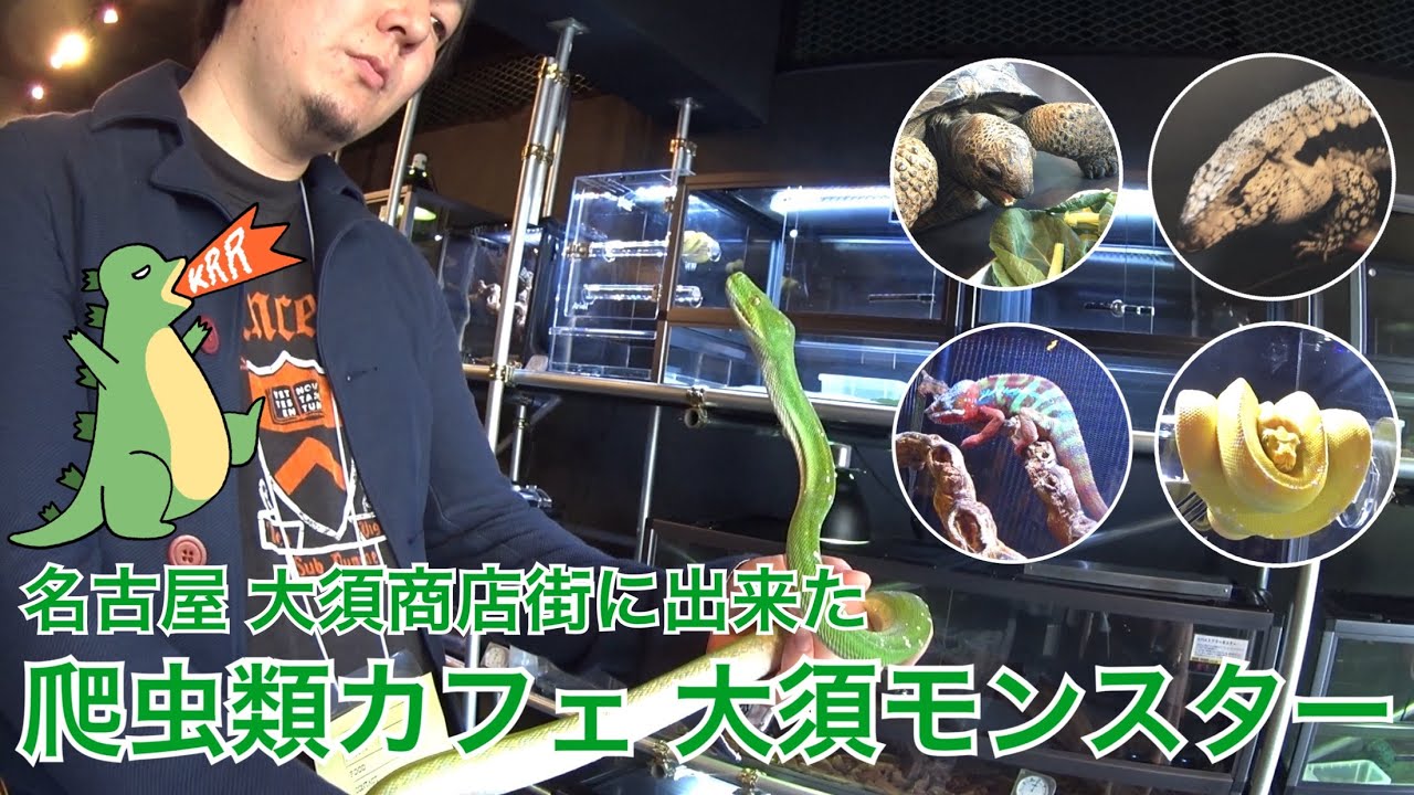 大須にできた爬虫類カフェ 大須モンスターに行きました！Went to reptile cafe, recently opened in Oosu Nagoya.