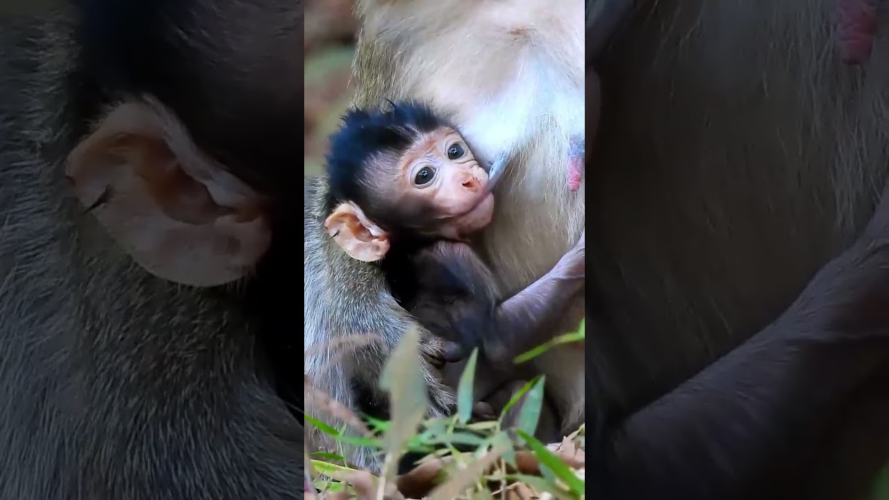 Monkey Grab In Cambodia Good All Monkeys In Khmer #242