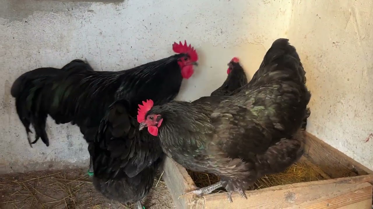 ⚫️🥚Australorp Negru:Totul despre producția de ouă 🥚⚫️