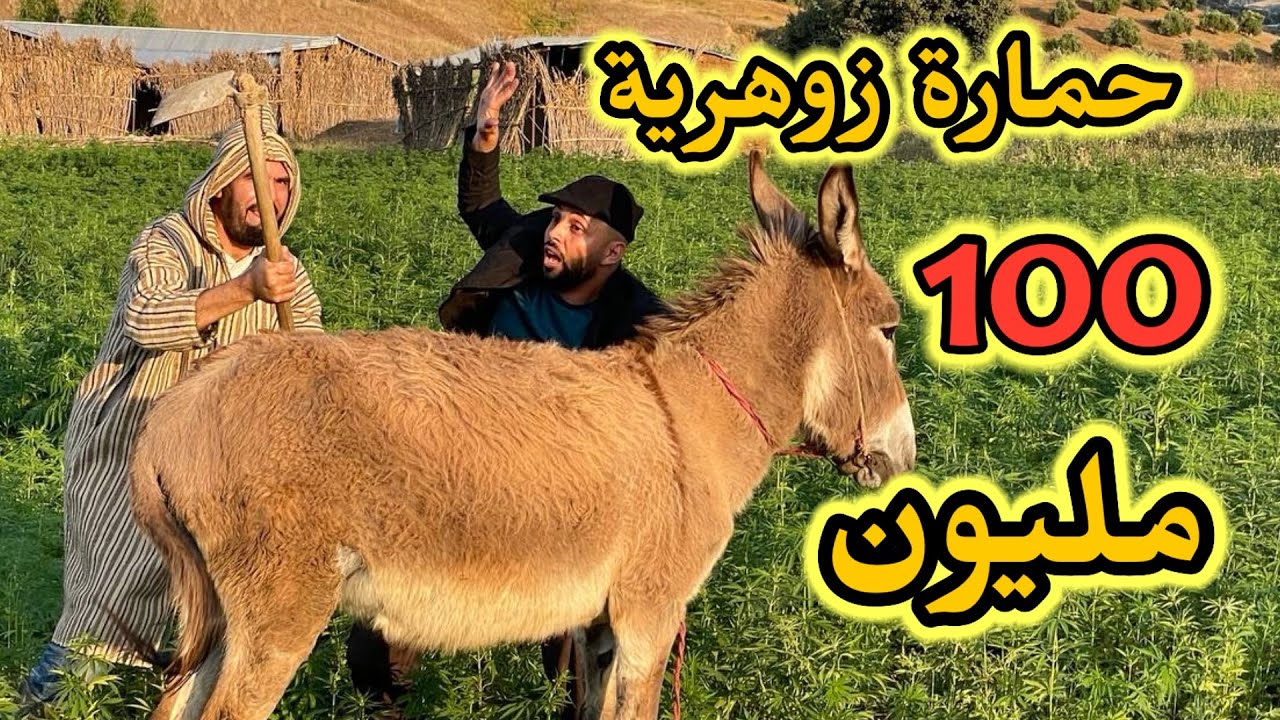 حمارة أسطورية ثمنها 100مليون