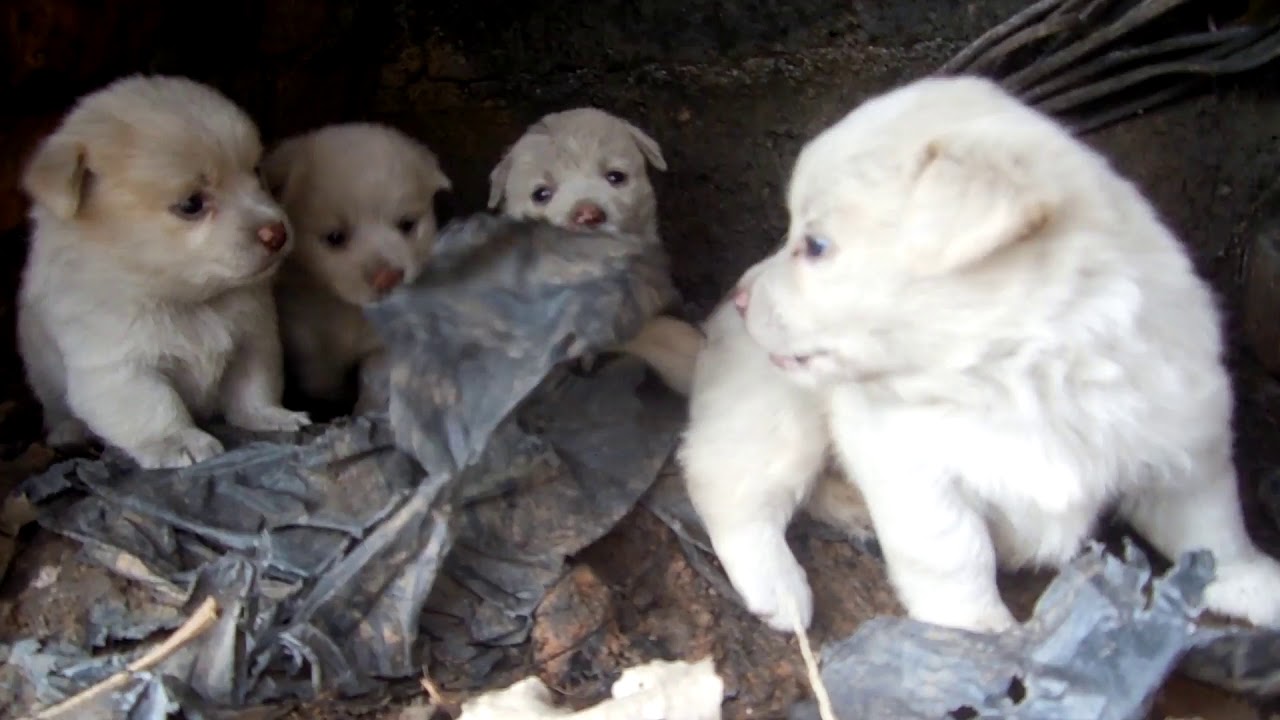 Brave little stray dog.   They can't find their mother