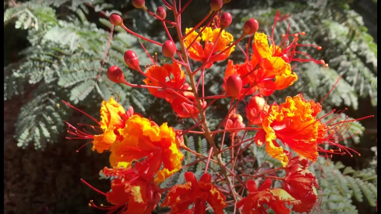 Pride of Barbados Thriving in Northern California