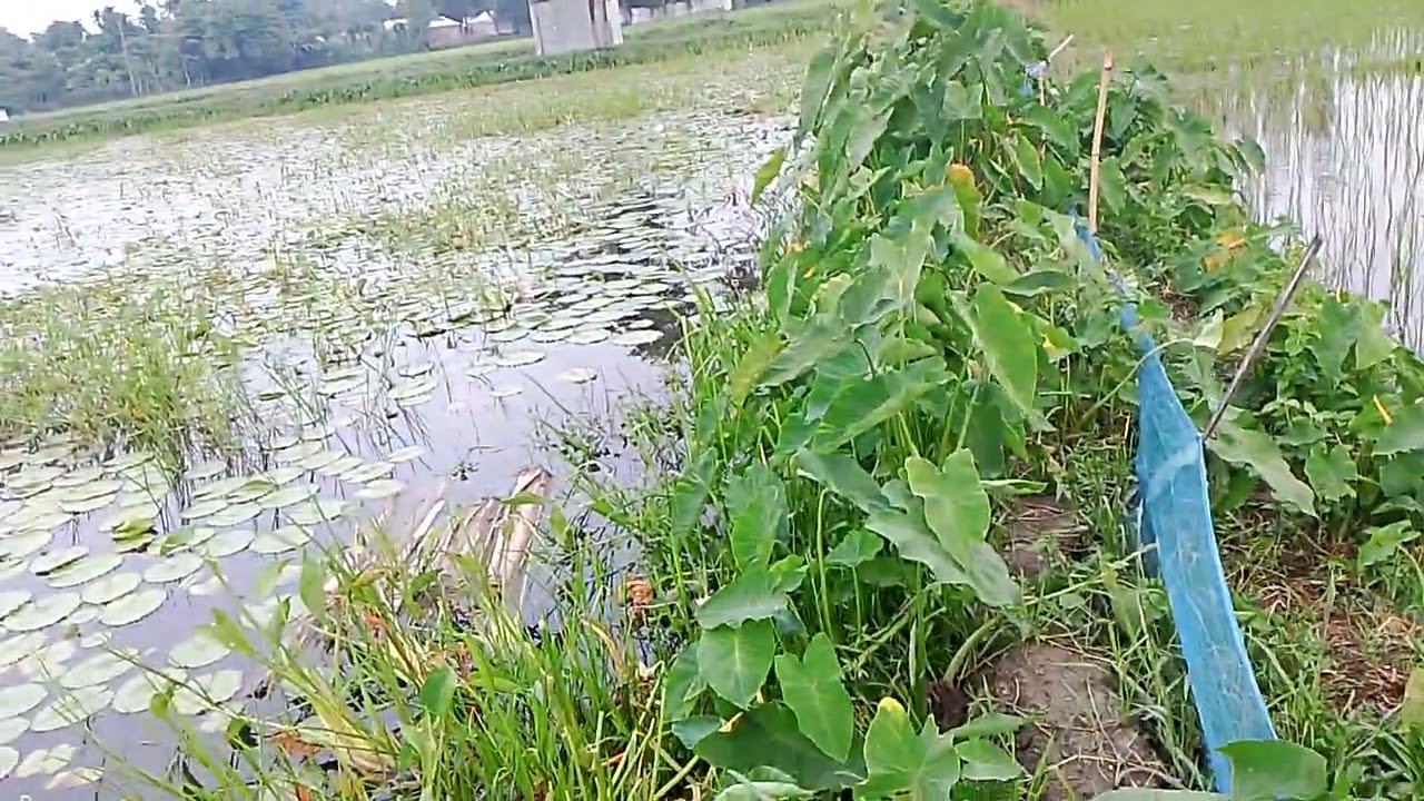 ৭০ শতক জমিতে মাছ চাষ করলাম||একদম ফরমালিন মুক্ত মাছ