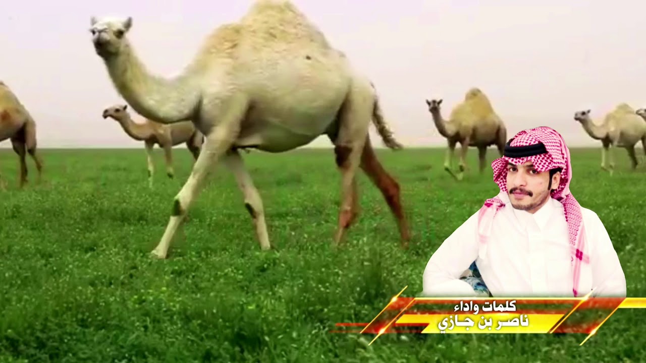 شيلة : ياعلي عينت ريما وزعاجه | كلمات واداء ناصر بن جازي