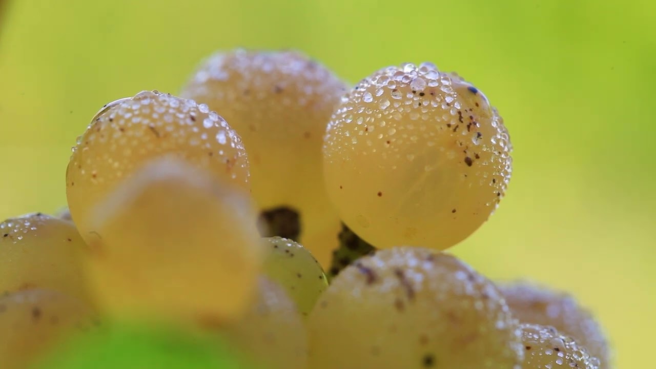 Introduction Sancerre