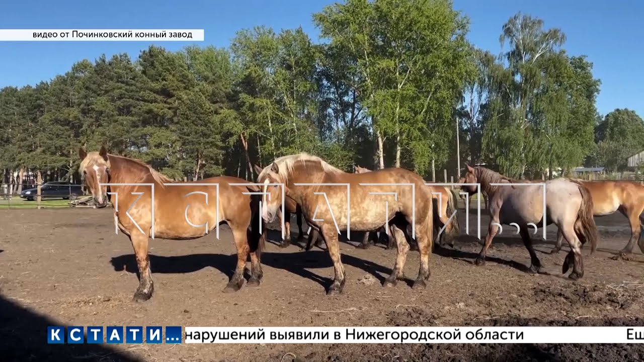 Перекрывать дорогу пришлось жителям Починок, чтобы спасти от захвата и уничтожения конный завод