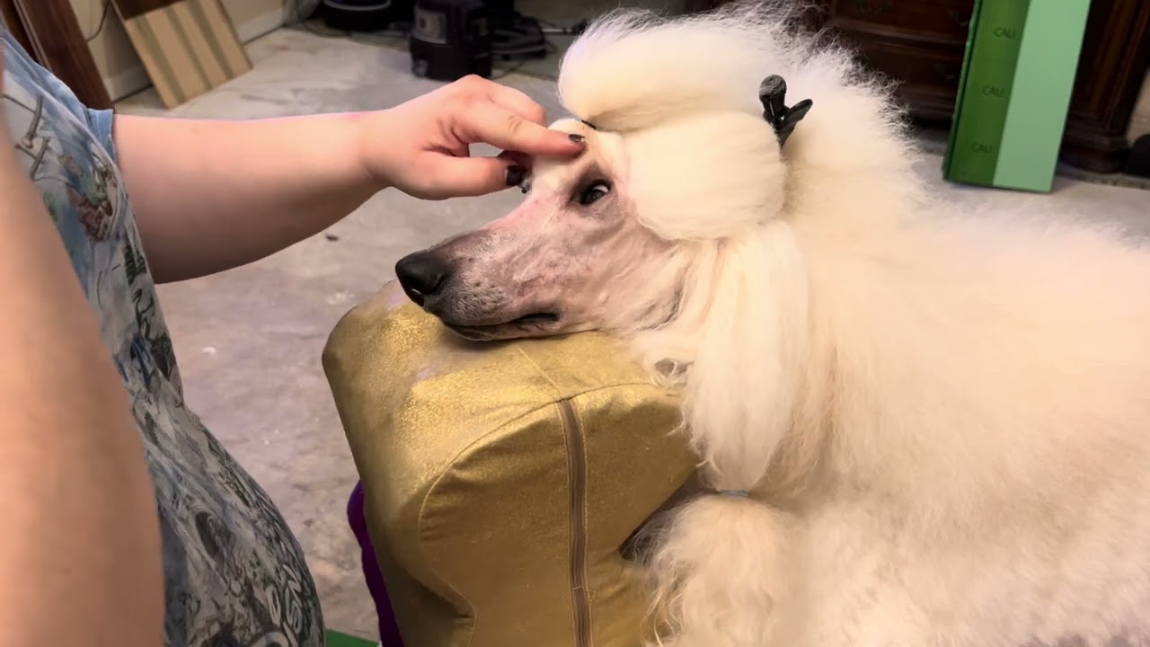 How to Pull A Bubble for A Poodle Topknot