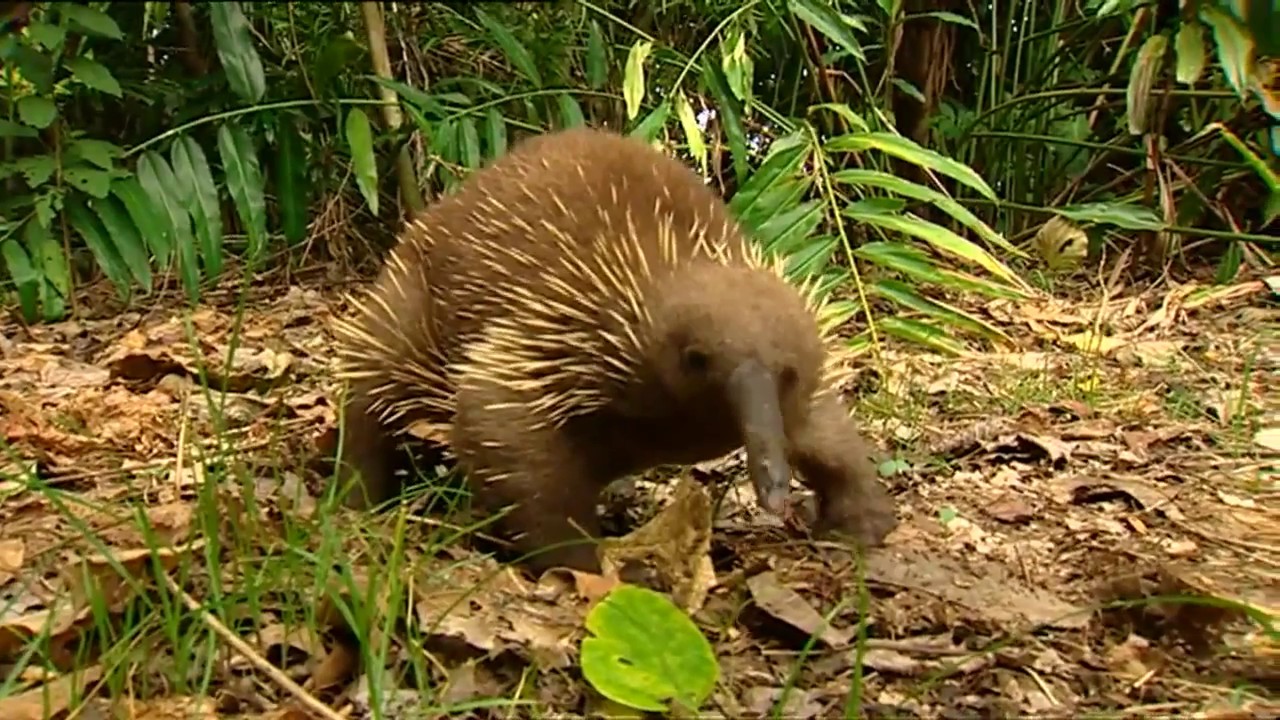 Papua New Guinea, Wildlife conservation