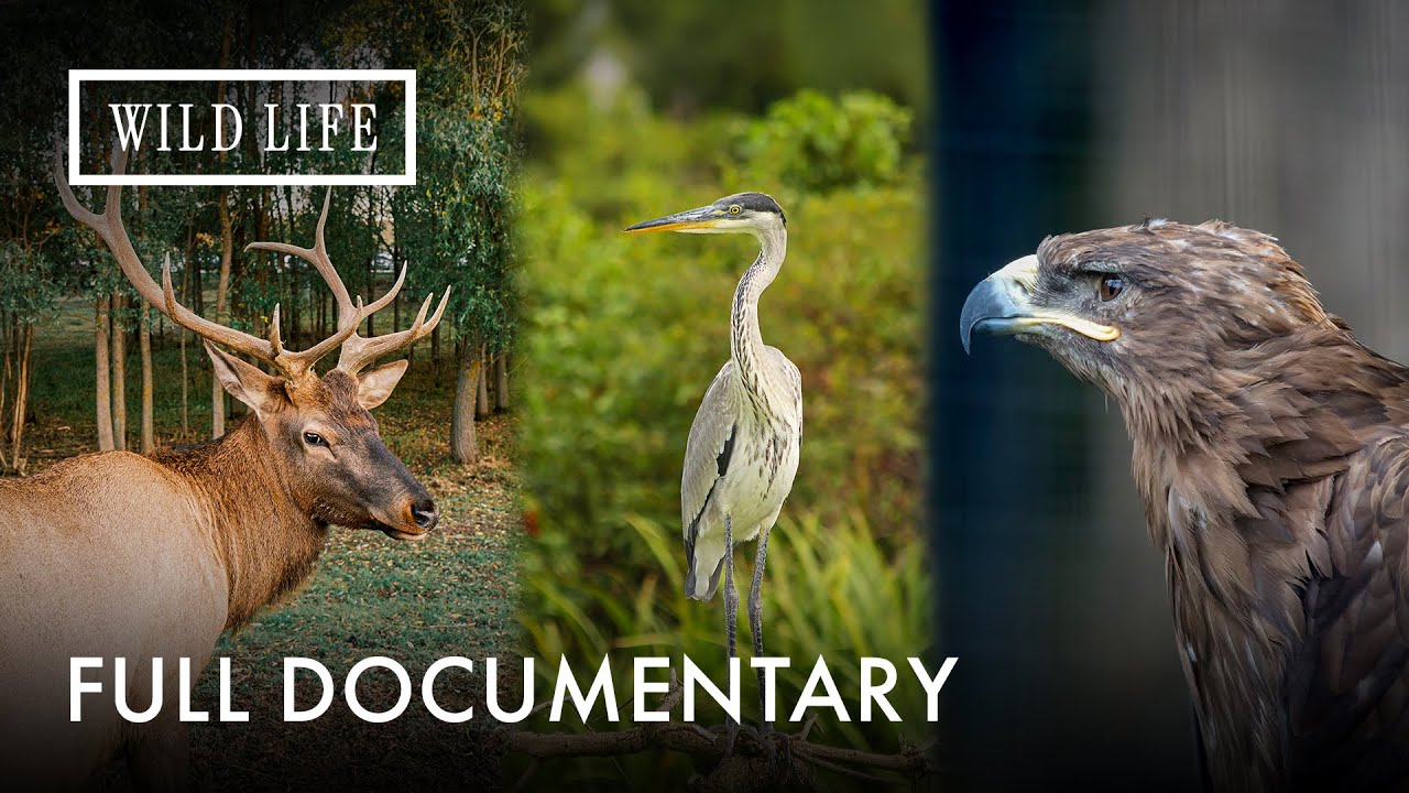 Tagus: Where Nature Knows No Borders | Iberia's Natural Border | Full Documentary