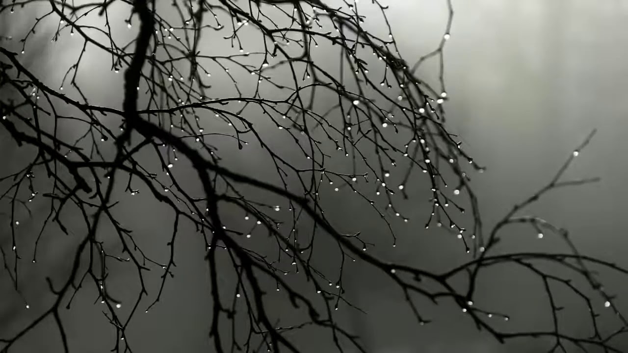 🎧10 HORAS Maravilhoso Som De Chuva Sobre folhas Para dormir tranquilo e relaxar