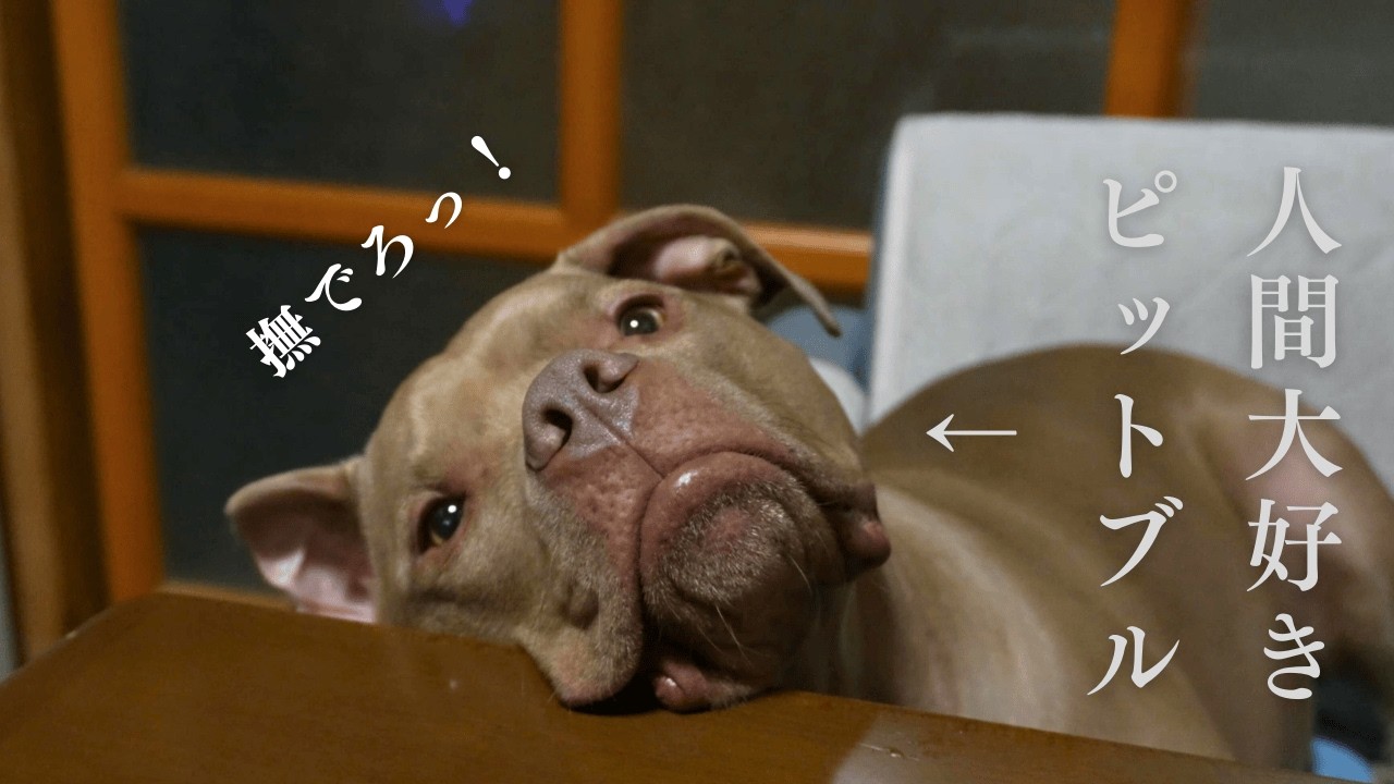 “怖い犬”のイメージと真逆すぎる人間大好きピットブルの可愛さがこちら🐶💕