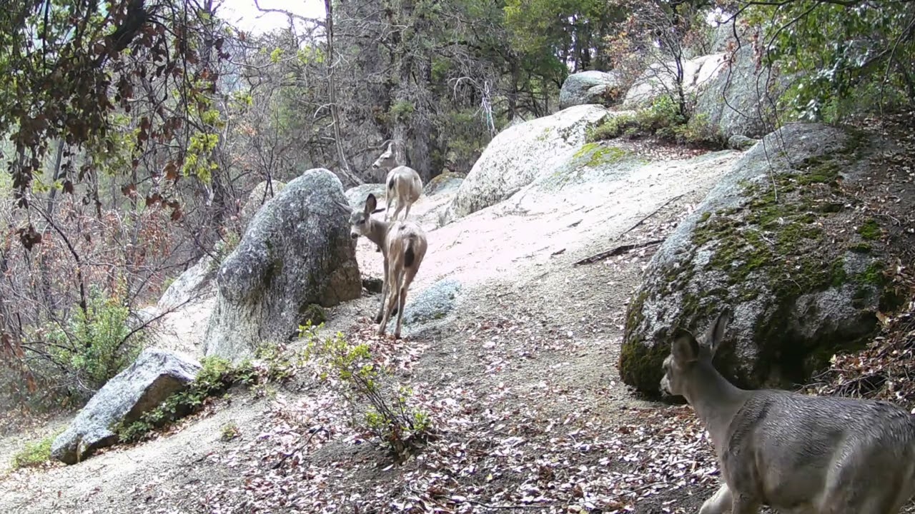 Sierra Nevada Wildlife Trail Camera Footage
