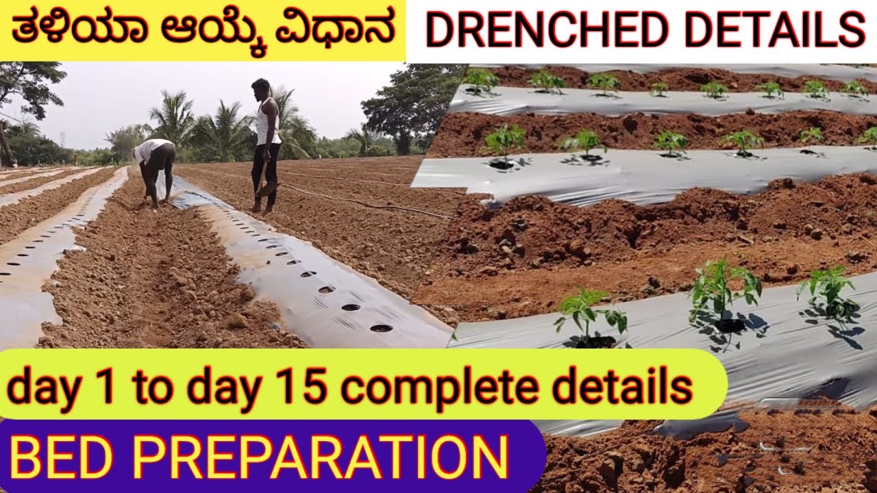 ಟೊಮೇಟೊ ಕೃಷಿ ಮಾಡುವ ಮುನ್ನಾ!ಯೋಚಿಸಿ ? Think before farming.