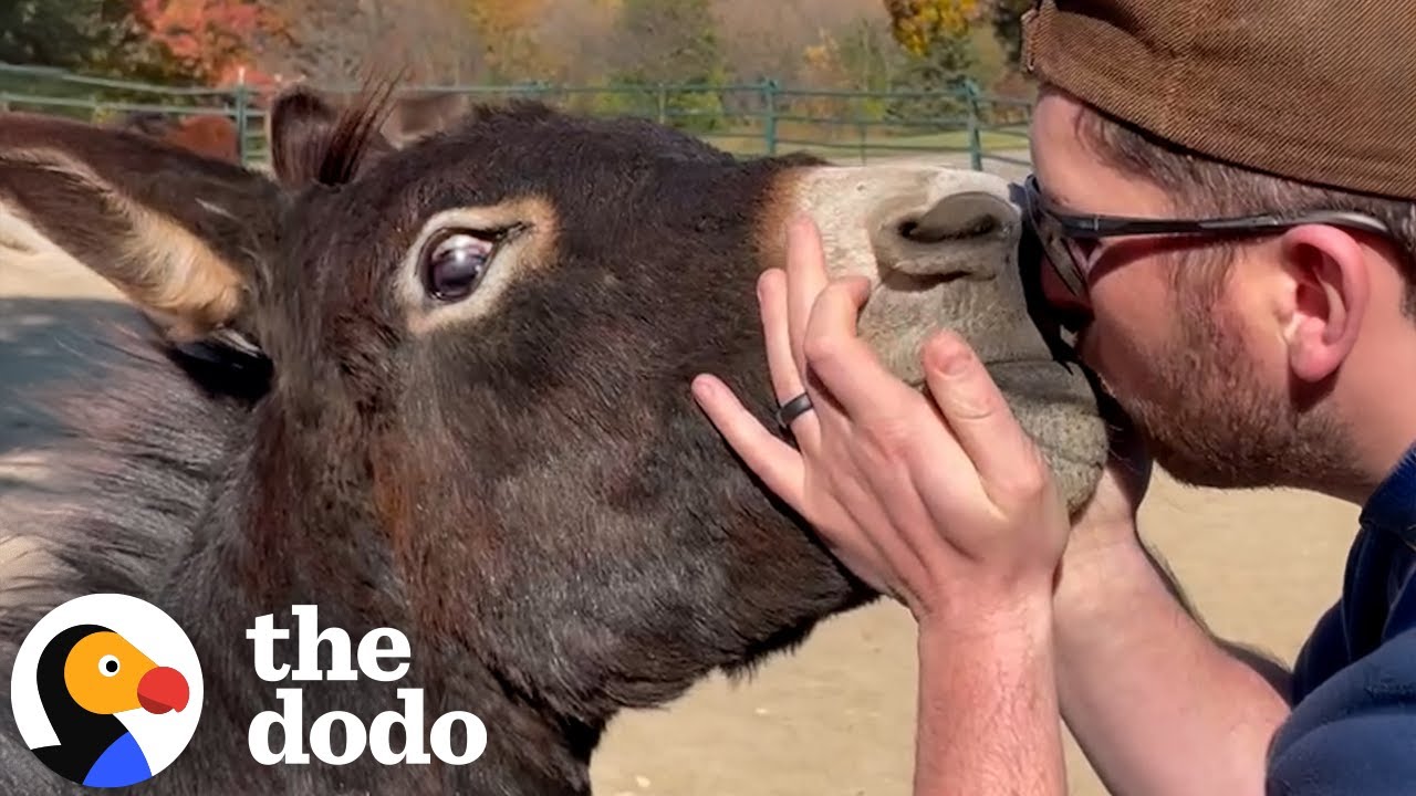 Rescued Donkey Is Completely Infatuated With His Dad | The Dodo
