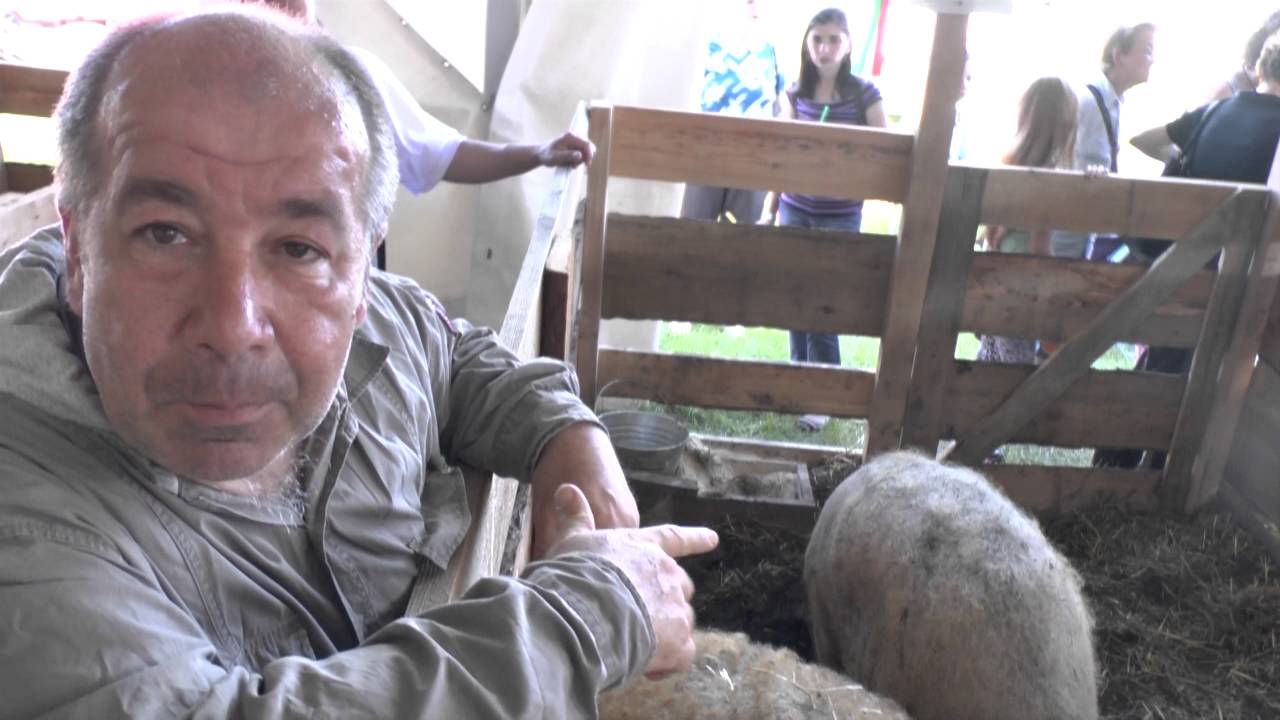 Szőke András: XX. Pápai Agrárexpo - Malacok