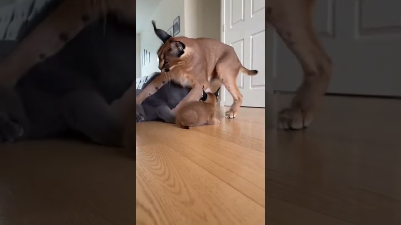 😨🐱 Kitten Saved From Bully Cat