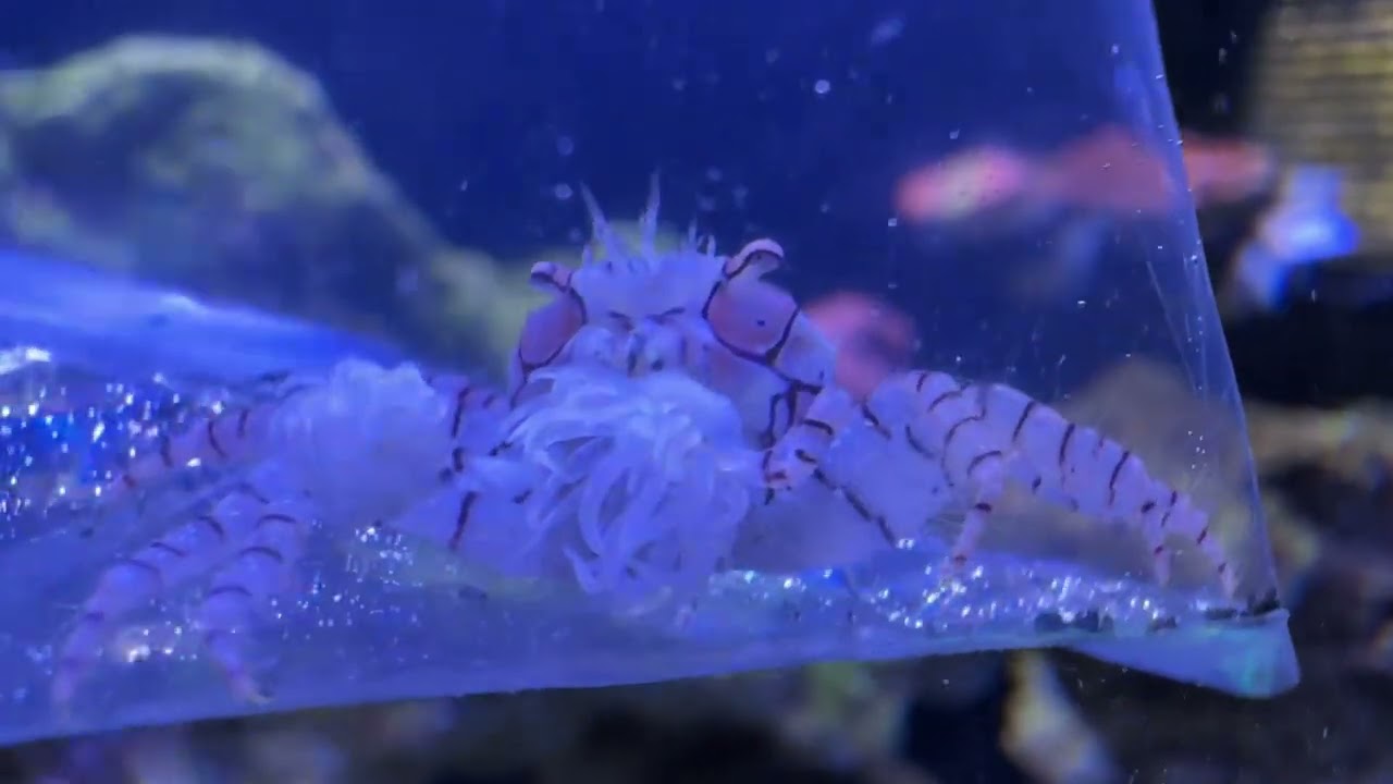 Pom Pom crab