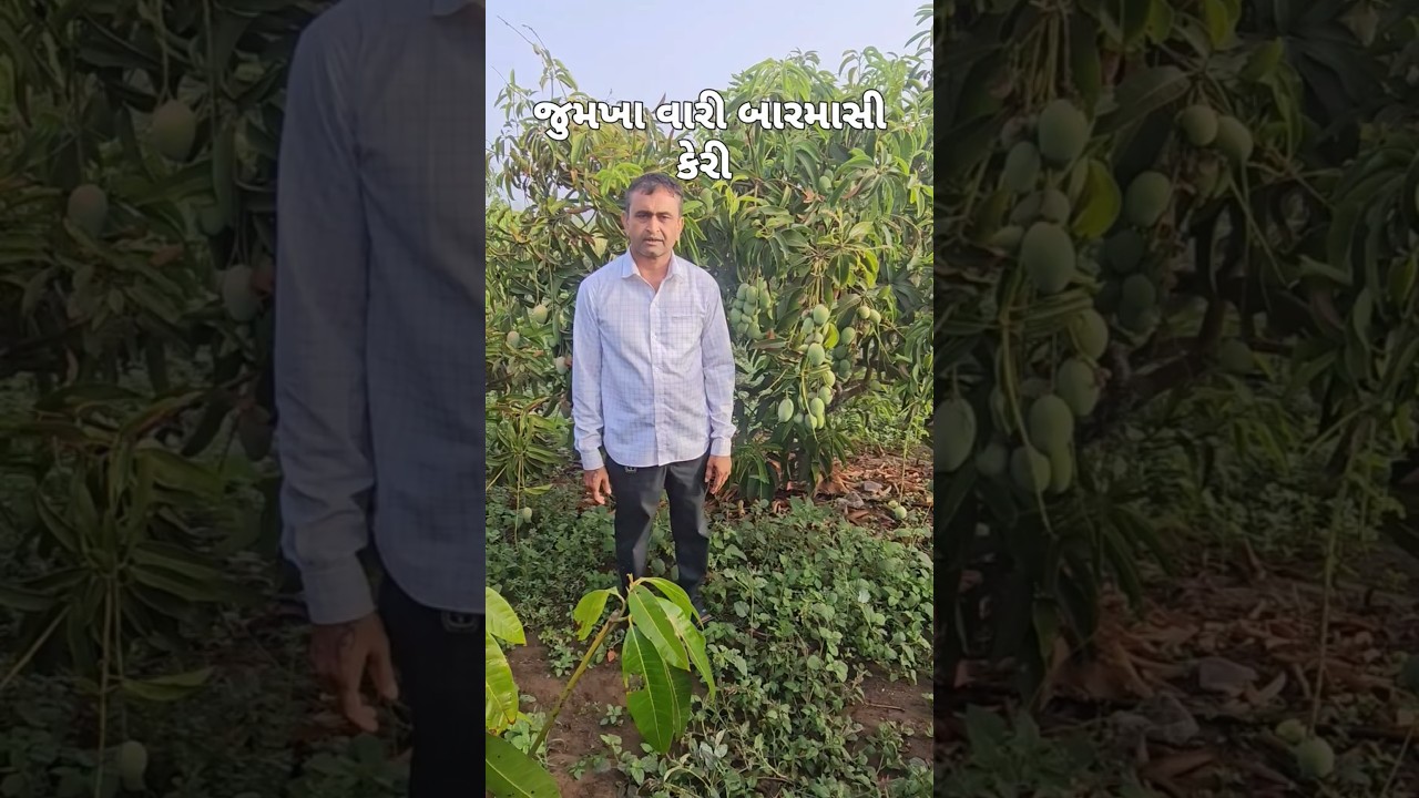 Kesar is a variety that gives 50 times more profit than mango. It does not suffer from any disease. It will produce more mangoes.