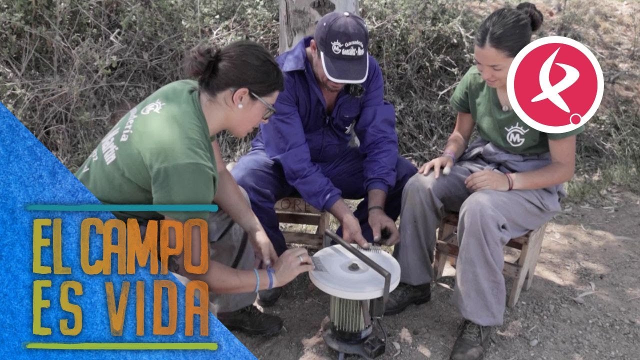 Isabel y Lidia aprenden a afilar las cuchillas de esquilar | El Campo es Vida