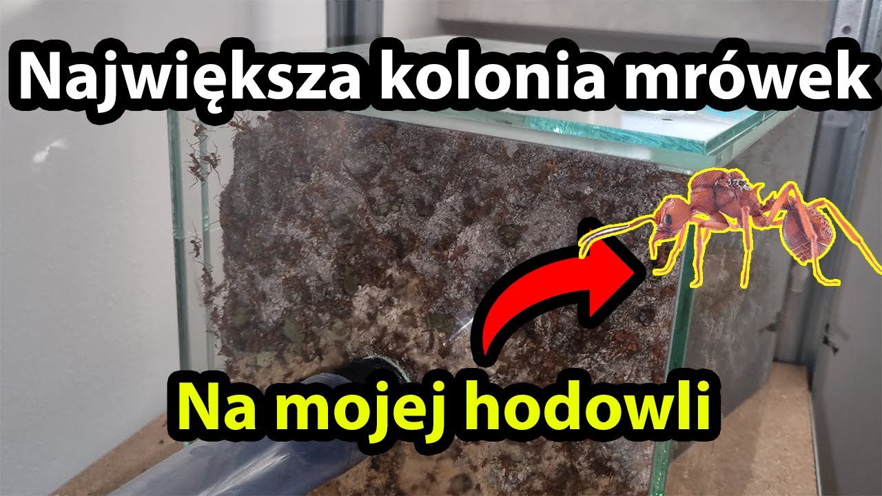 Moja Największa Kolonia Mr&oacute;wek na Hodowli #ants #mr&oacute;wki #zwierzęta #owady #poland #antkeeping
