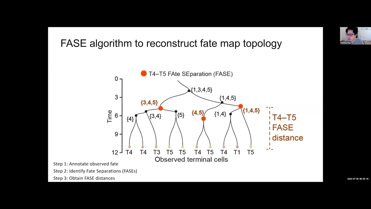 Mapping complex cell fate dynamics using cell phylogeny
